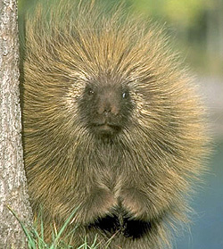 north american porcupine