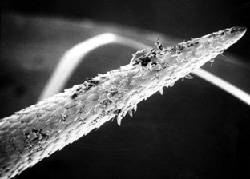 SEM procupine quill tip
